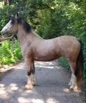 2 Year Old Filly