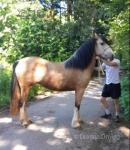 2 Year Old Filly