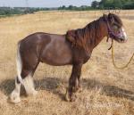 Yearling Gelding 