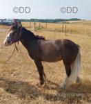 Yearling Gelding 