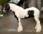 Greateves Adalburn, 14.2hh Riding Stallion
