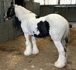 Greateves Adalburn, 14.2hh Riding Stallion