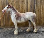 3 Year Old Filly