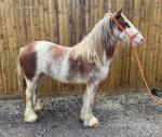 3 Year Old Filly