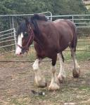 3 Year Old Gelding