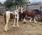 3 Year Old Gelding