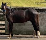 Flint, Welsh Section C Gelding