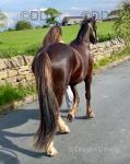 Flint, Welsh Section C Gelding