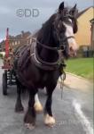 Rosie, 14.1hh Mare