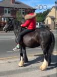 Rosie, 14.1hh Mare