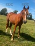 Yearling Colt