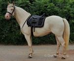14.1hh WPB Riding Gelding