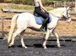 14.1hh WPB Riding Gelding