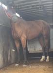 15.2hh Driving Gelding 