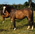 Lucren Libby's Jewel, Welsh Section B Filly