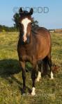 Lucren Libby's Jewel, Welsh Section B Filly