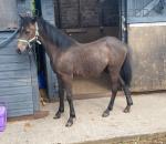 Rory, WPB Gelding 
