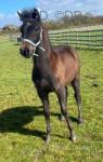Rory, WPB Gelding 