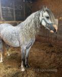 Kyra, Welsh Section A Filly 