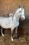 Kyra, Welsh Section A Filly 