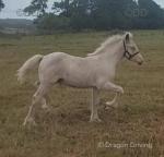 Colt Foal