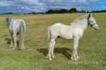 Colt Foal