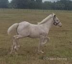 Colt Foal