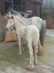 Colt Foal