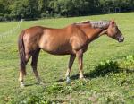 15.2hh ISH Broodmare