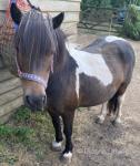 Shetland Mare