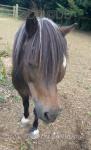 Shetland Mare