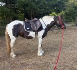 Riding Filly