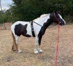 Riding Filly