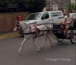 11hh Driving Mare