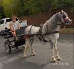 11hh Driving Mare