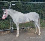 11hh Driving Mare