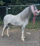 11hh Driving Mare