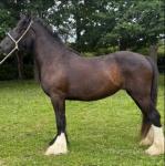 Filly