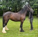 Filly