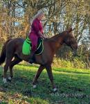 Rodney, 16hh Gelding 