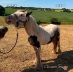 Yearling Filly