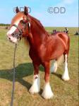 13hh Stallion 