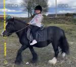 12.3hh Ride and Drive Mare