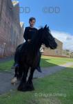 12.3hh Ride and Drive Mare