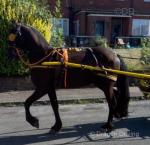 Friesian Colt