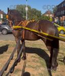 Friesian Colt