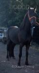 Friesian Colt