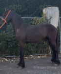 Friesian Colt