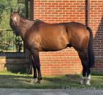 15.2hh Gelding