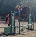 15.2hh Gelding